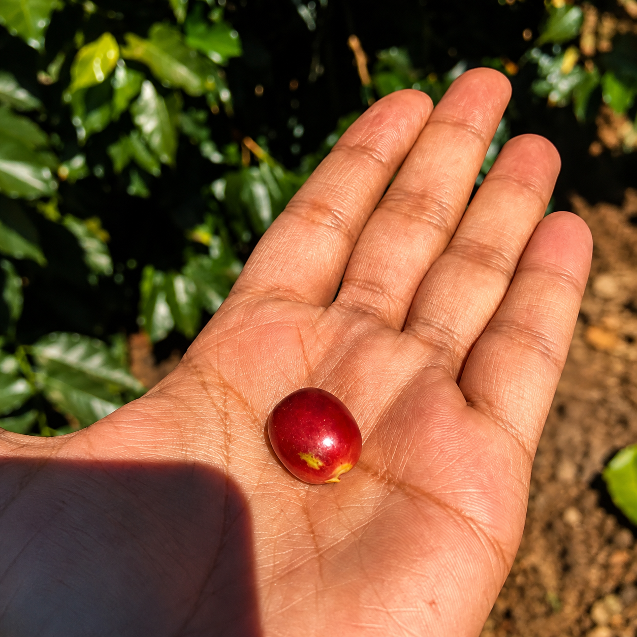 Cereza de café madura recién recolectada en la finca
