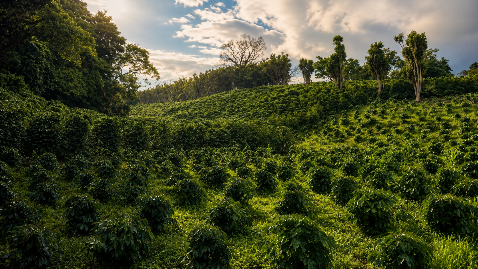 Cafetales de Kàpi Yë́ creciendo en una ladera rodeada de bosque