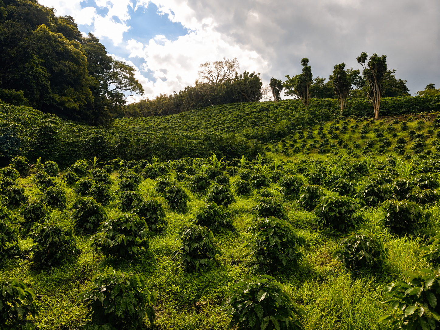 Cafetales de Kàpi Yë́ cultivados en la ladera