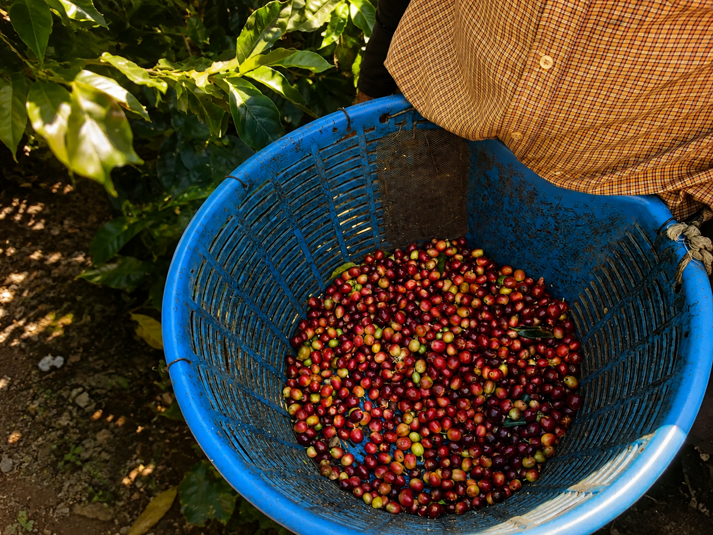 Cereza de café seleccionada a mano durante la cosecha