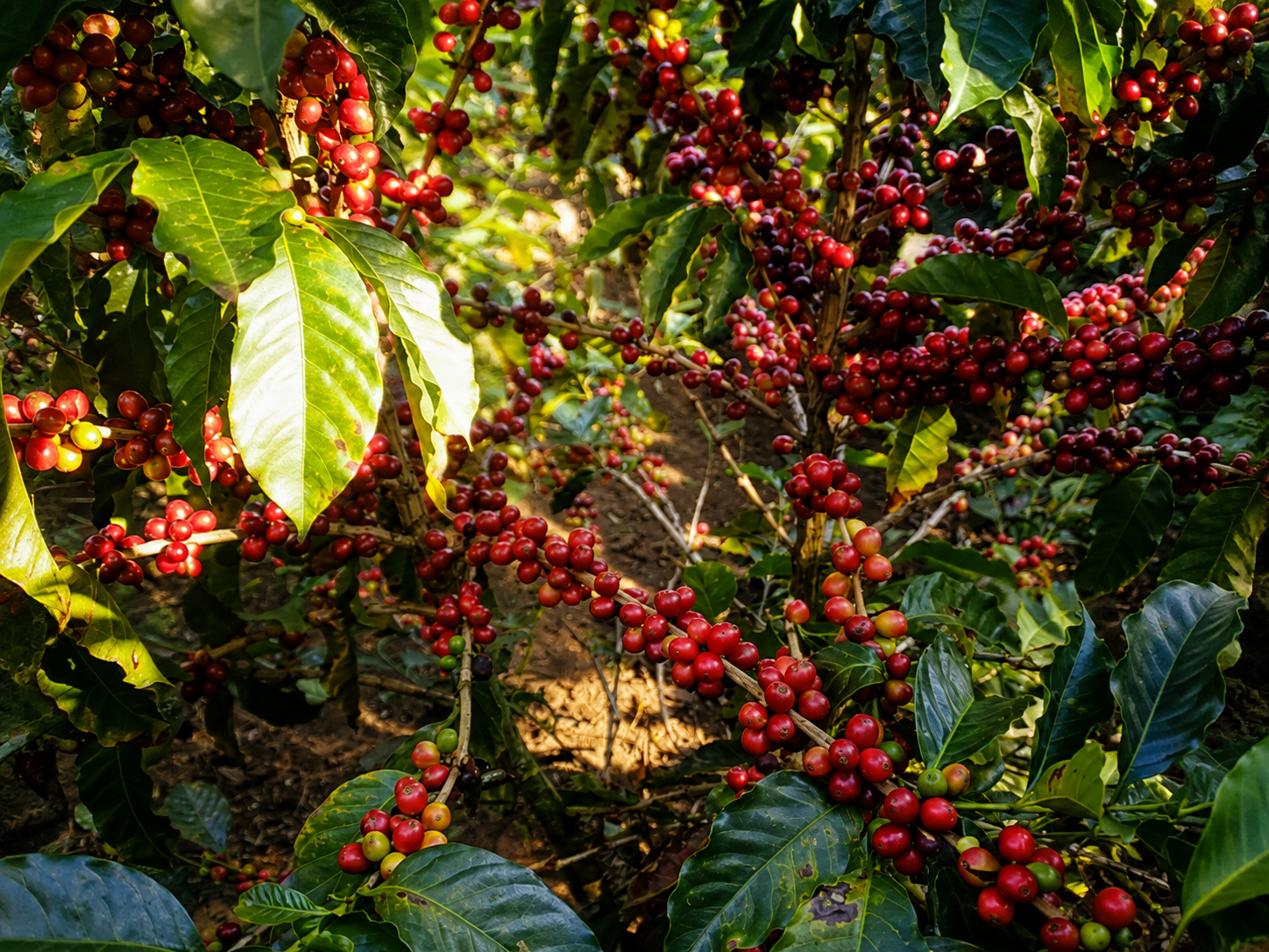 Plantas de café cargadas de cerezas maduras